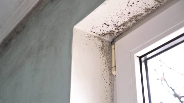 Best Black Mold Removal  in The Village Of Indian Hill, OH